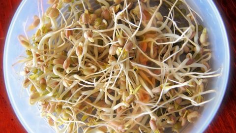 Sprouts Extravaganza: Your Daily Dose of Essential Nutrients